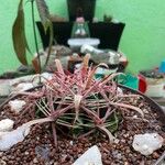 Ferocactus latispinus Blad