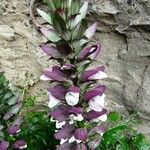 Acanthus spinosus Flower