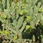 Cylindropuntia imbricata Flor