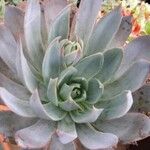 Echeveria affinis Ліст