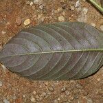 Sabicea pilosa Leaf