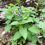 Scutellaria altissima ശീലം