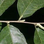 Trophis racemosa 树皮