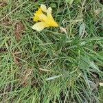 Narcissus bicolor Habit