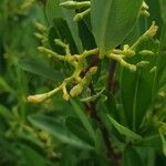 Cryptolepis oblongifolia Flor