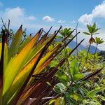 Guzmania plumieri Feuille