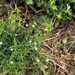 Polypremum procumbens Celota