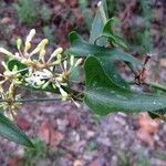 Smilax aspera Blüte