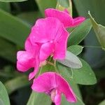 Lathyrus tuberosus പുഷ്പം