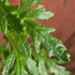 Senecio squalidus Leaf