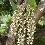 Dendrobium munificum Flor
