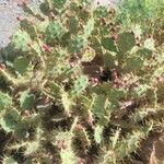 Opuntia stricta 葉