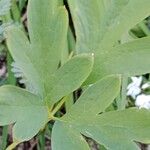 Lamprocapnos spectabilis Leaf