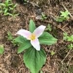 Trillium ovatum Fleur