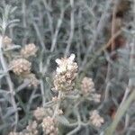 Teucrium dunense Flower