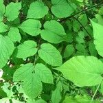 Aralia racemosa Leaf