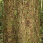 Chrysophyllum durifructum 树皮
