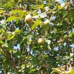 Aesculus pavia Fruit