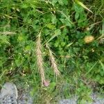 Elymus canadensis Fruit