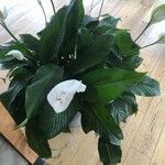 Spathiphyllum friedrichsthalii Leaf