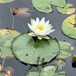 Nymphaea odorata Flower