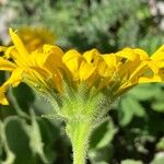 Doronicum grandiflorum Bloem