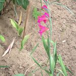 Gladiolus communis 整株植物