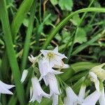 Allium triquetrum Blatt