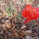Haemanthus coccineus फूल