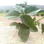 Melochia corchorifolia Leaf