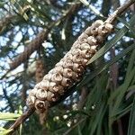 Callistemon viminalis Фрукт