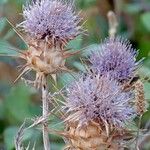 Cynara algarbiensis