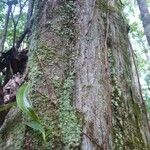 Chaetocarpus schomburgkianus Corteza