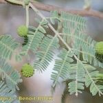 Acacia farnesiana पत्ता