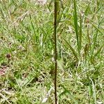 Prunella vulgaris Λουλούδι