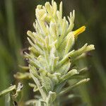 Castilleja grisea Цвят