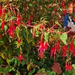 Fuchsia magellanica Blüte