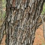 Colophospermum mopane Bark