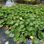 Nymphaea mexicana Habit