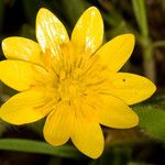 Ranunculus canus Цветок