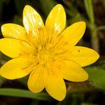 Ranunculus canus Kwiat