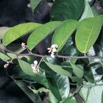 Securidaca paniculata Çiçek