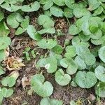 Asarum europaeum Vekstform