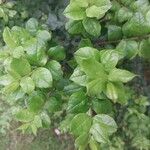 Luma chequen Blatt