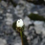 Leucanthemum graminifolium Blüte
