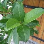 Viburnum odoratissimum Blad