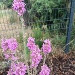 Lythrum virgatumFlower