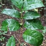 Coffea fotsoana Frucht