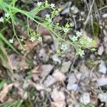 Thesium linophyllon Blüte