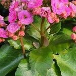 Kalanchoe crenata Leaf